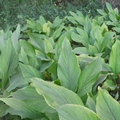 turmeric cultivation