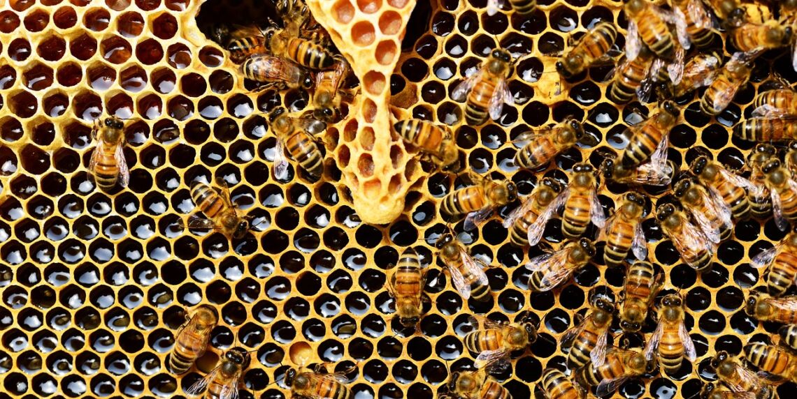 Bee hive with honey bees